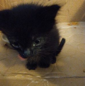 Meet your Posher, Kelly